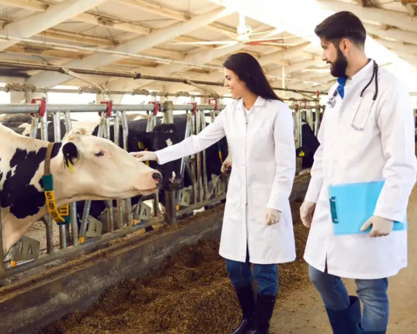 becas-para-medicos-veterinarios