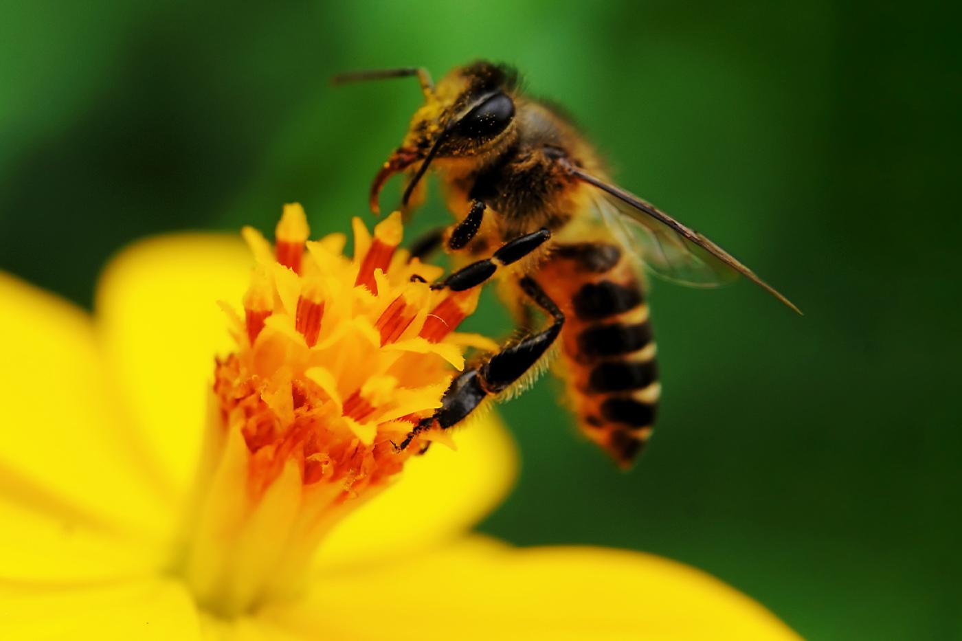 Los polinizadores, un grupo diverso 